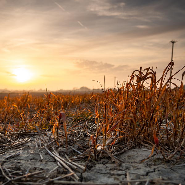 Fry-tening crisis looms in the wake of black frost potato disaster 